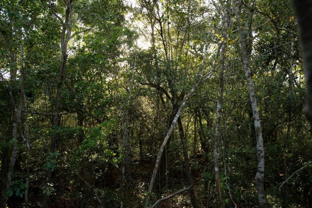 Ojo De Arbol, Boutique Cabin In The Real Jungle トゥルム エクステリア 写真